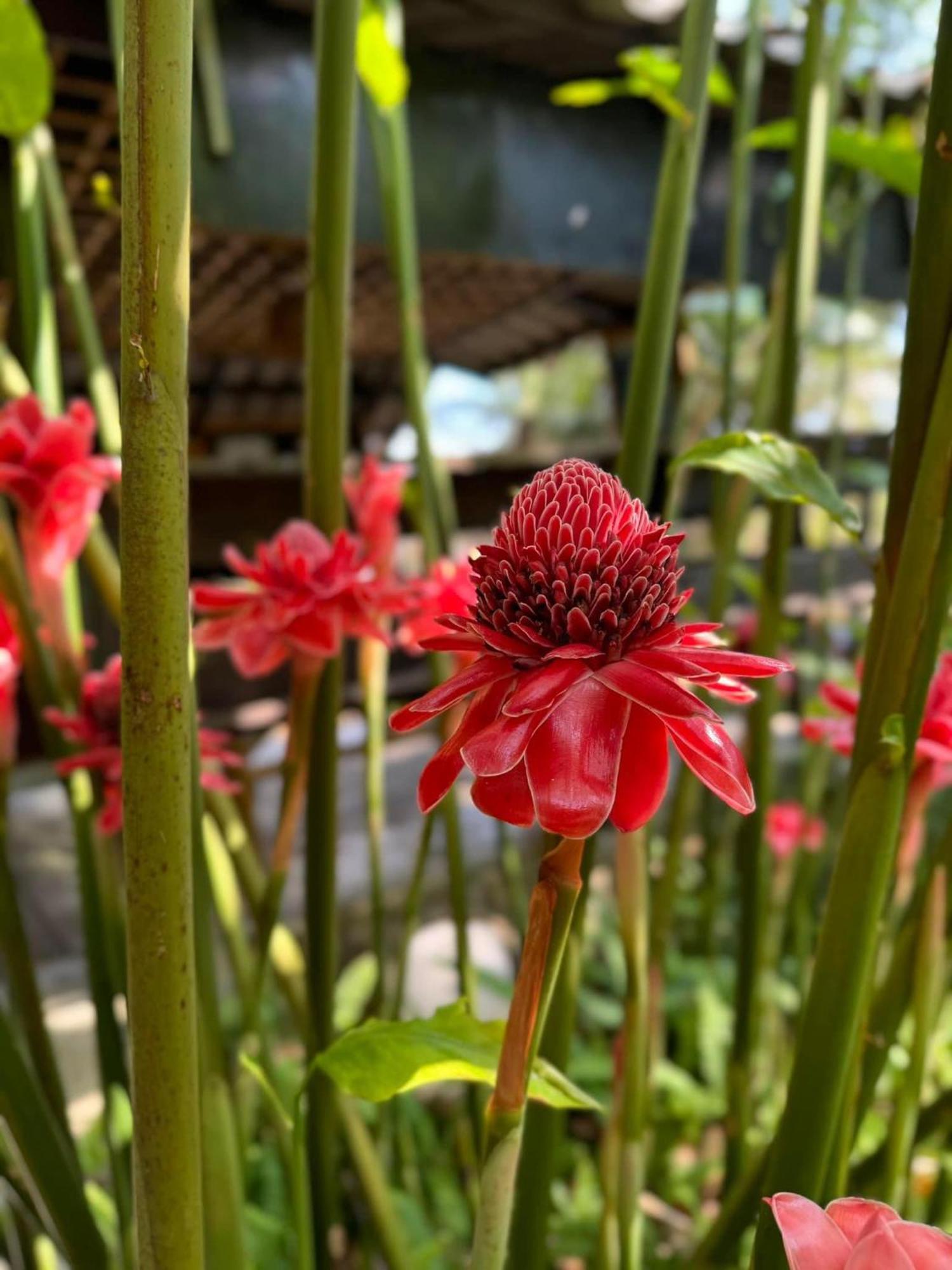 קטה ביץ' Greenheart Garden View Camp Phuket מראה חיצוני תמונה