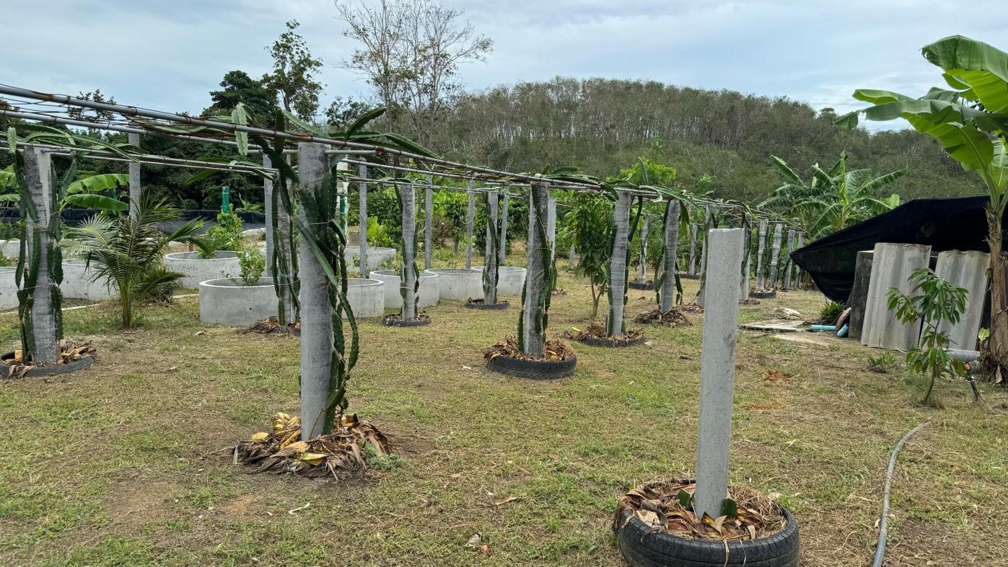 קטה ביץ' Greenheart Garden View Camp Phuket מראה חיצוני תמונה