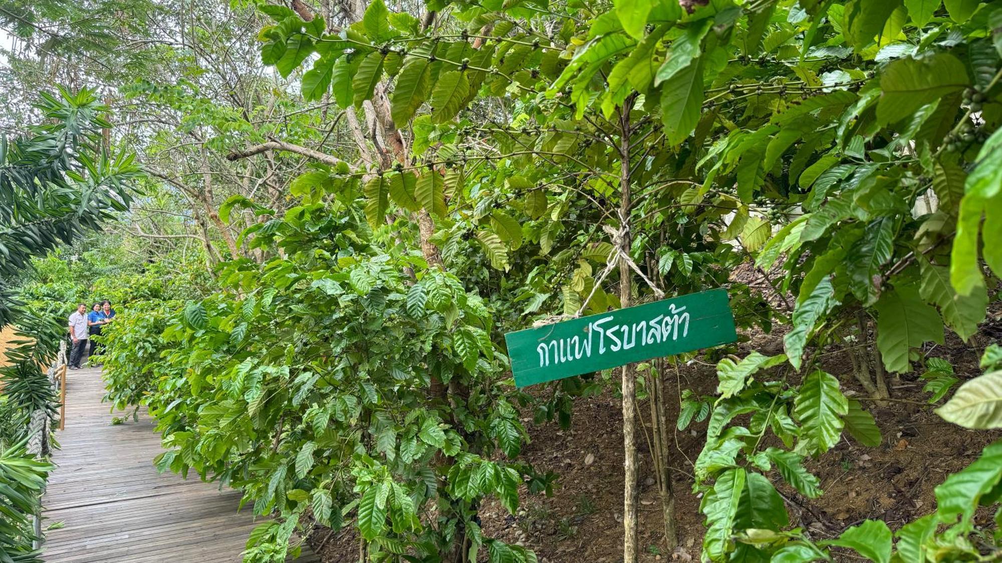 קטה ביץ' Greenheart Garden View Camp Phuket מראה חיצוני תמונה